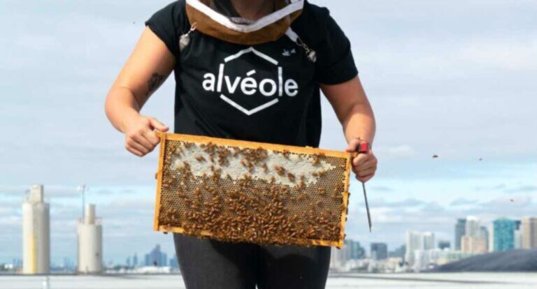 Apiculture urbaine Alvéole